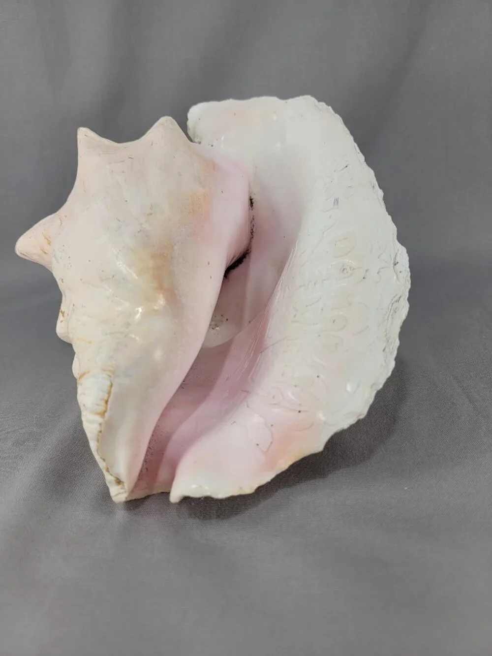 Vtg Natural Conch Seashell Shell Beach Nautical Home Decor Weathered Etched